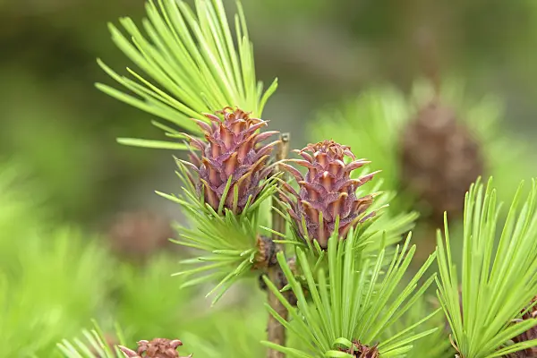 575131 - European larch (Larix decidua) with female flowers