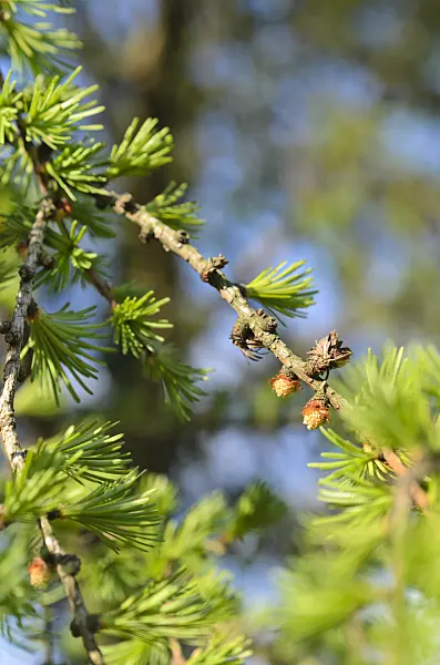 507037 - European larch (Larix decidua) with male flowers