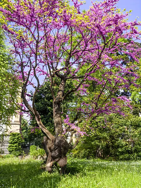 437228 - European redbud (Cercis siliquastrum)