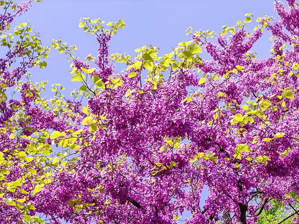 437230 - European redbud (Cercis siliquastrum)