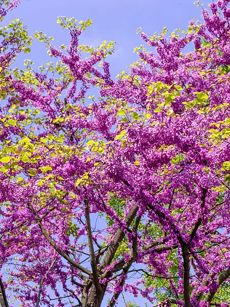 437231 - European redbud (Cercis siliquastrum)