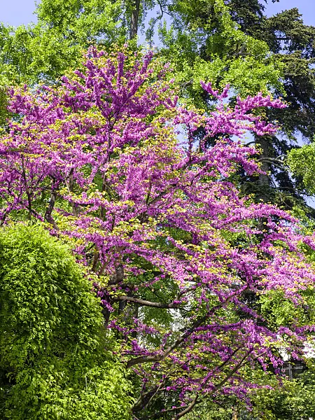 437260 - European redbud (Cercis siliquastrum)