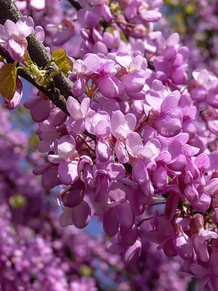 437269 - European redbud (Cercis siliquastrum)