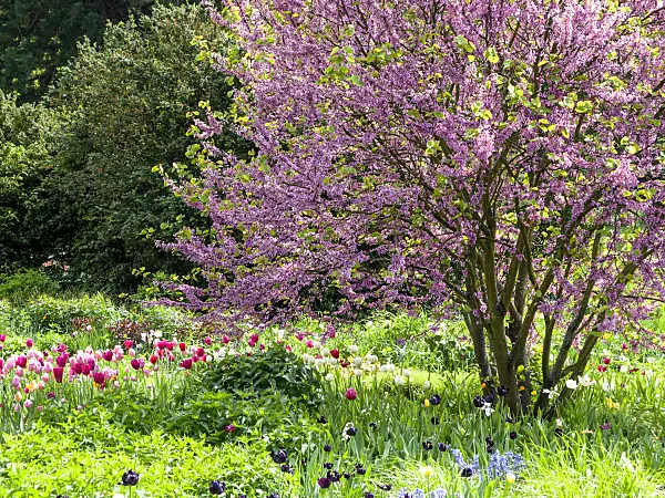 437384 - European redbud (Cercis siliquastrum)