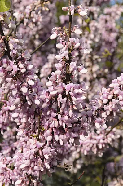 496010 - European redbud (Cercis siliquastrum)