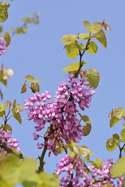 502140 - European redbud (Cercis siliquastrum)