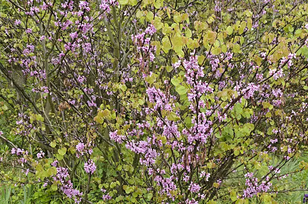 508063 - European redbud (Cercis siliquastrum)