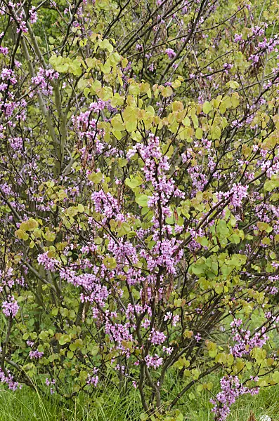 508064 - European redbud (Cercis siliquastrum)