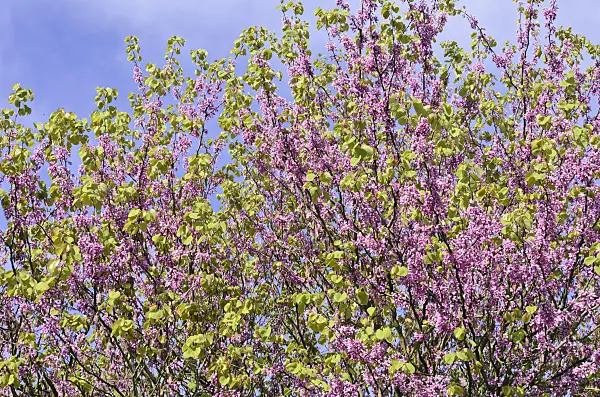 508088 - European redbud (Cercis siliquastrum)