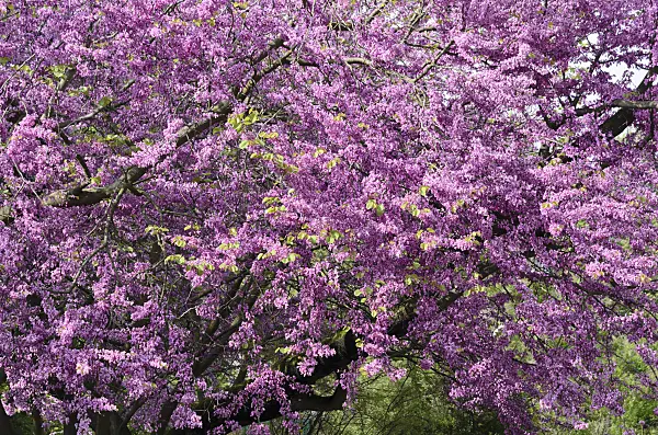 520238 - European redbud (Cercis siliquastrum)