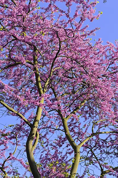 520254 - European redbud (Cercis siliquastrum)