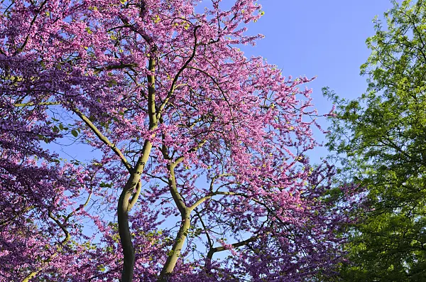 520255 - European redbud (Cercis siliquastrum)