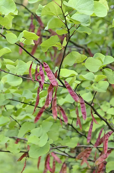 546042 - European redbud (Cercis siliquastrum)