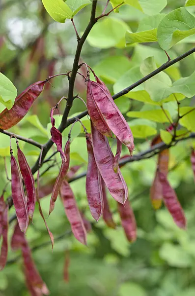546043 - European redbud (Cercis siliquastrum)