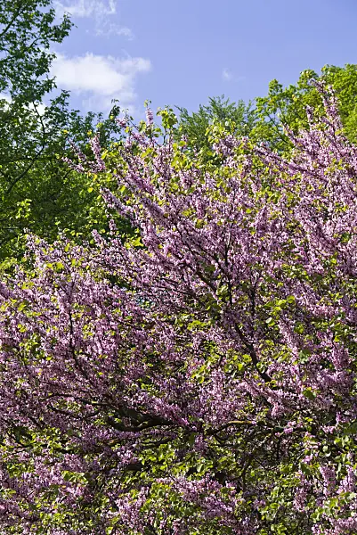 556119 - European redbud (Cercis siliquastrum)