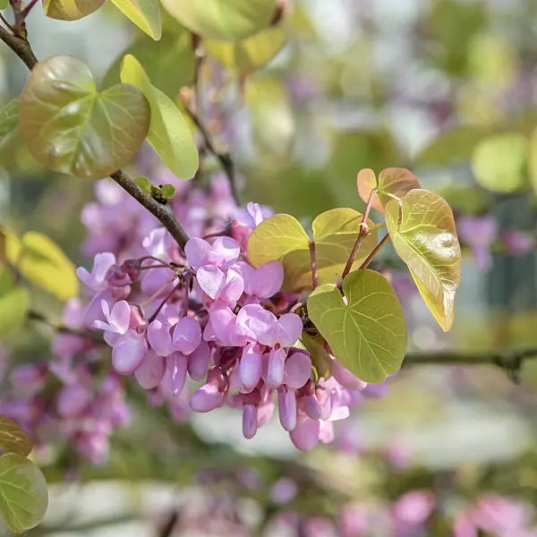 558072 - European redbud (Cercis siliquastrum)
