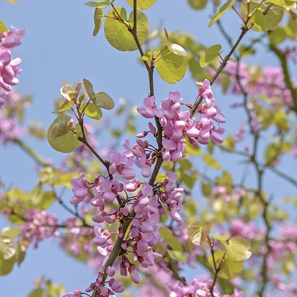 558073 - European redbud (Cercis siliquastrum)