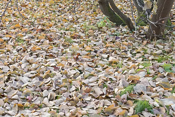 565019 - European redbud (Cercis siliquastrum)