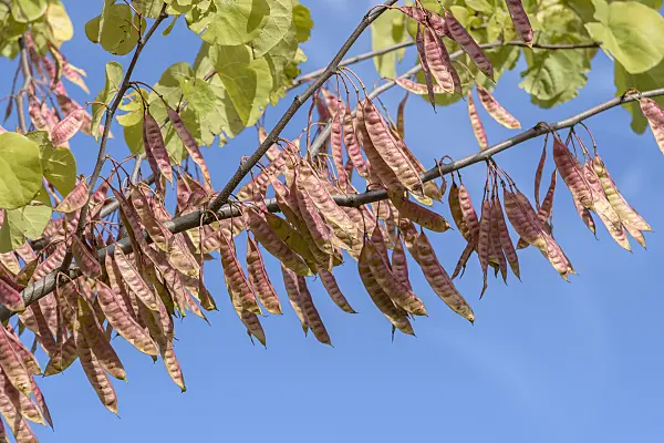 575052 - European redbud (Cercis siliquastrum)