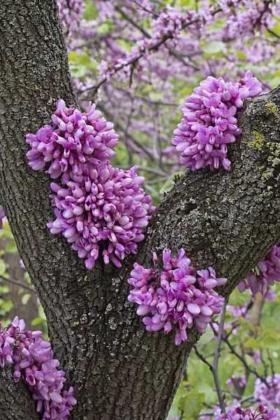 608046 - European redbud (Cercis siliquastrum)