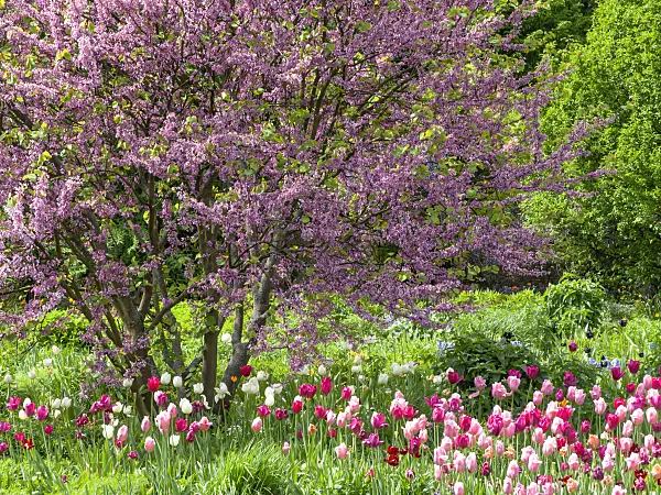 437386 - European redbud (Cercis siliquastrum) and tulip (Tulipa)
