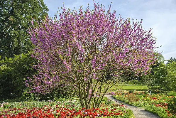 558074 - European redbud (Cercis siliquastrum) and tulips (Tulipa)