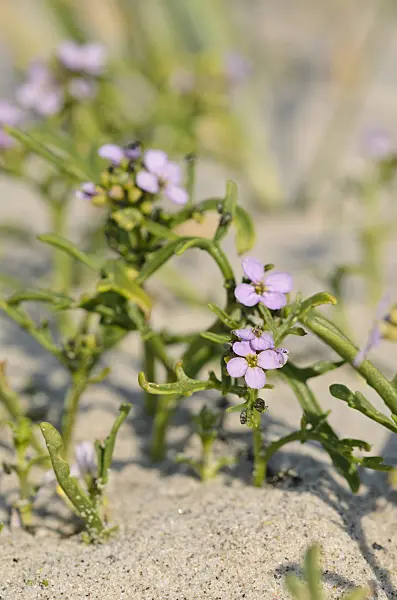 547011 - European searocket (Cakile maritima)