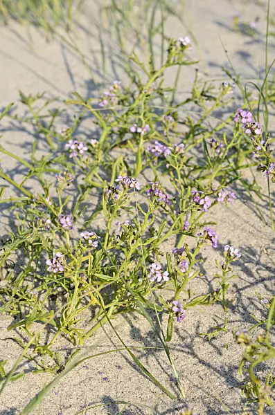 547013 - European searocket (Cakile maritima)