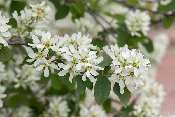 675006 - European service berry (Amelanchier ovalis syn. Amelanchier rotundifolia)