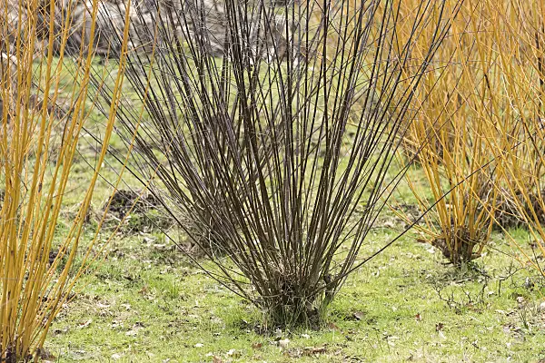 638329 - European violet willow (Salix daphnoides)