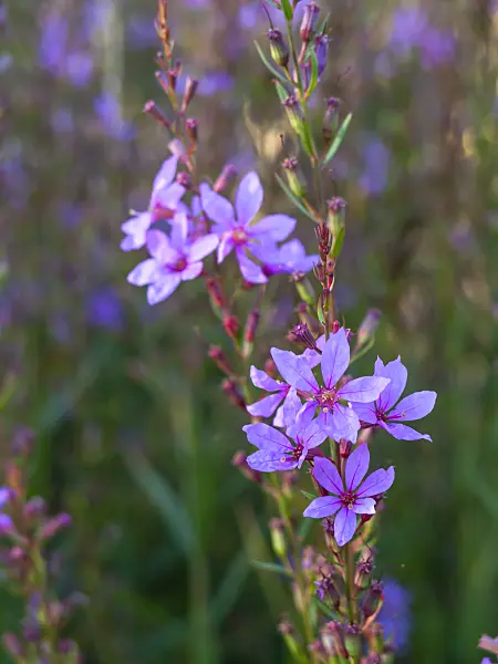428225 - European wand loosestrife (Lythrum virgatum)