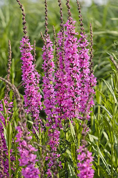 570110 - European wand loosestrife (Lythrum virgatum 'Rose Queen')