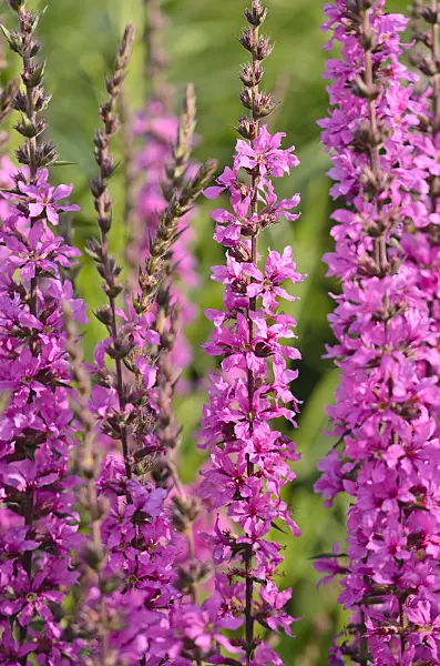 570111 - European wand loosestrife (Lythrum virgatum 'Rose Queen')