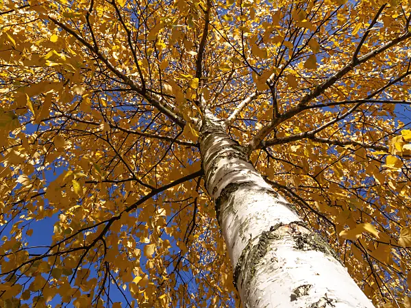 431020 - European white birch (Betula pendula)