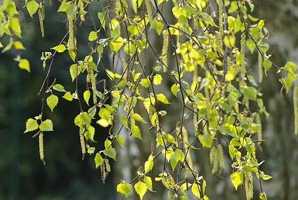 479069 - European white birch (Betula pendula)