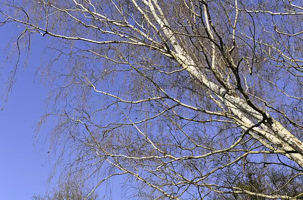 492028 - European white birch (Betula pendula)