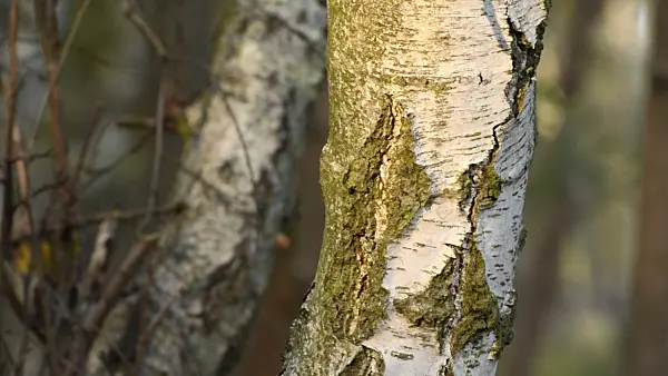 501208 - European white birch (Betula pendula)