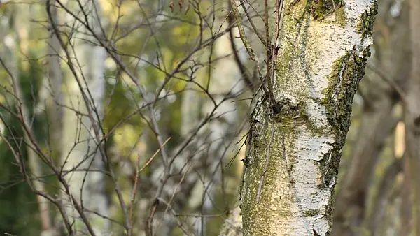 501209 - European white birch (Betula pendula)