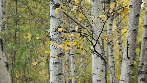 501214 - European white birch (Betula pendula)
