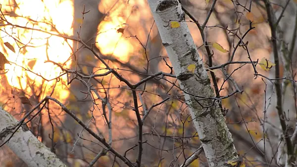 502071 - European white birch (Betula pendula)