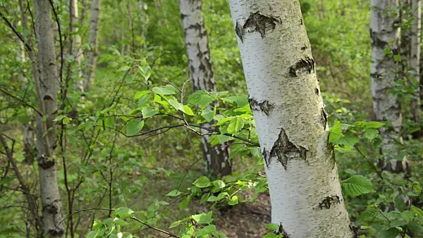507214 - European white birch (Betula pendula)