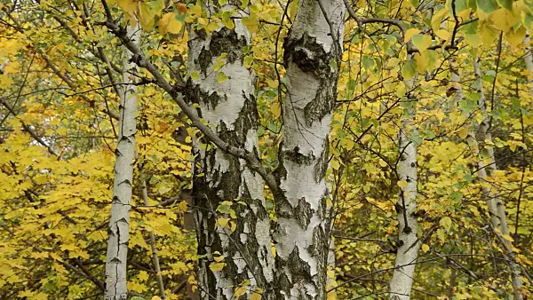 513166 - European white birch (Betula pendula)