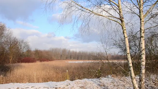 505020 - European white birch (Betula pendula) at a frozen lake, Karower Seen Nature Reserve, Berlin, Germany