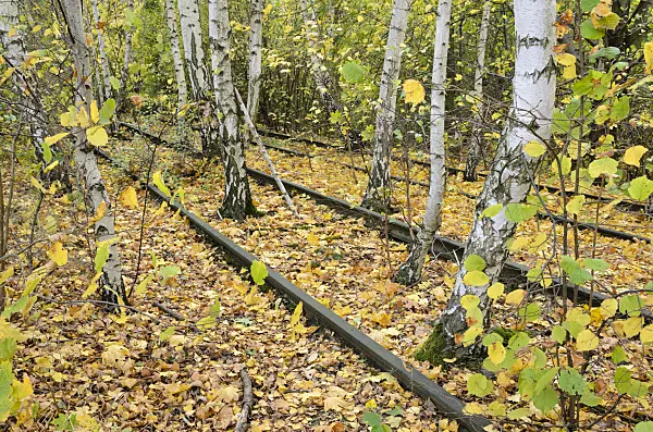 525439 - European white birch (Betula pendula) between tracks on an abandoned railway station, Schöneberger Südgelände Nature Reserve, Berlin, Germany