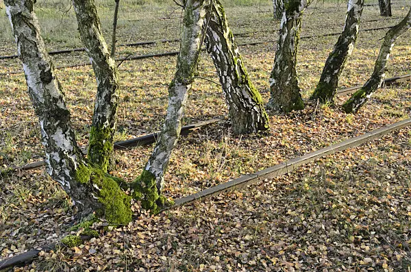526007 - European white birch (Betula pendula) between tracks on an abandoned railway station, Schöneberger Südgelände Nature Reserve, Berlin, Germany