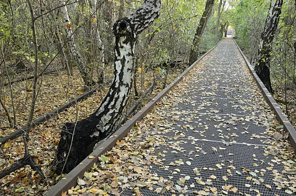 526010 - European white birch (Betula pendula) between tracks on an abandoned railway station, Schöneberger Südgelände Nature Reserve, Berlin, Germany