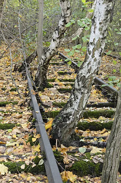 526011 - European white birch (Betula pendula) between tracks on an abandoned railway station, Schöneberger Südgelände Nature Reserve, Berlin, Germany