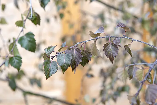 616171 - European white birch (Betula pendula 'Purpurea')