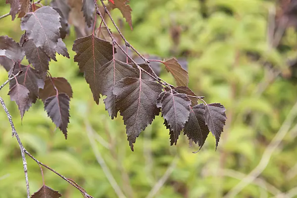 635017 - European white birch (Betula pendula 'Purpurea')