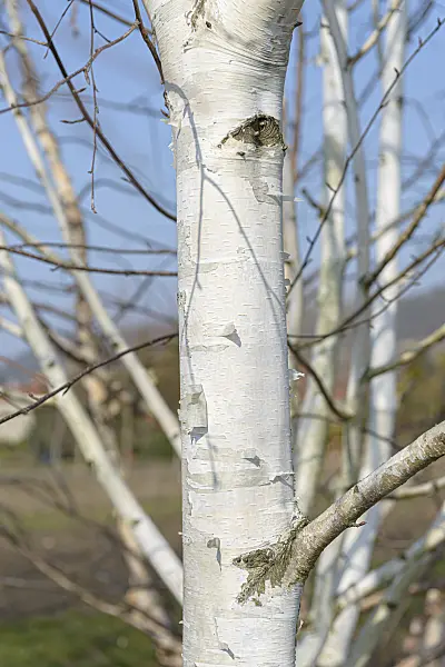 607020 - European white birch (Betula pendula 'Tristis')